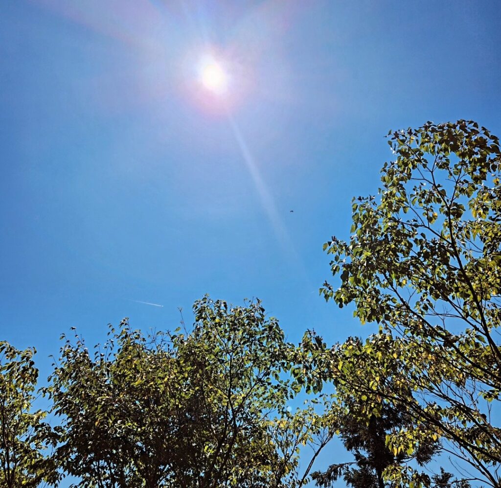 山県市での訪問ペット火葬中の空