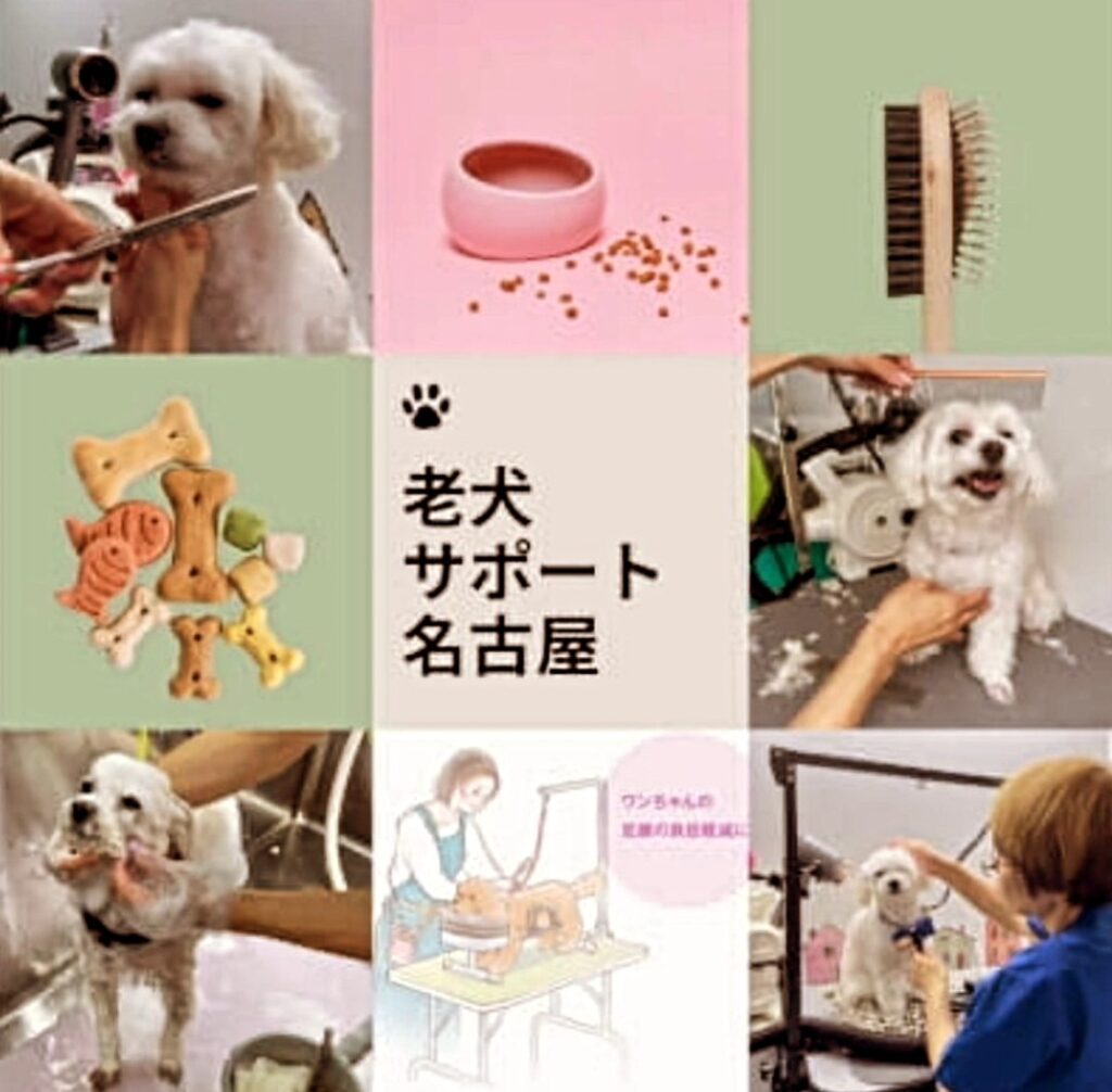 老犬サポート名古屋